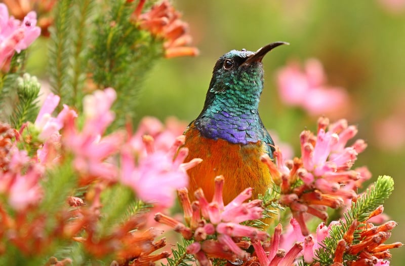 Colorful Blossoms