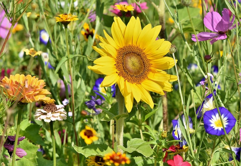 Colorful Garden