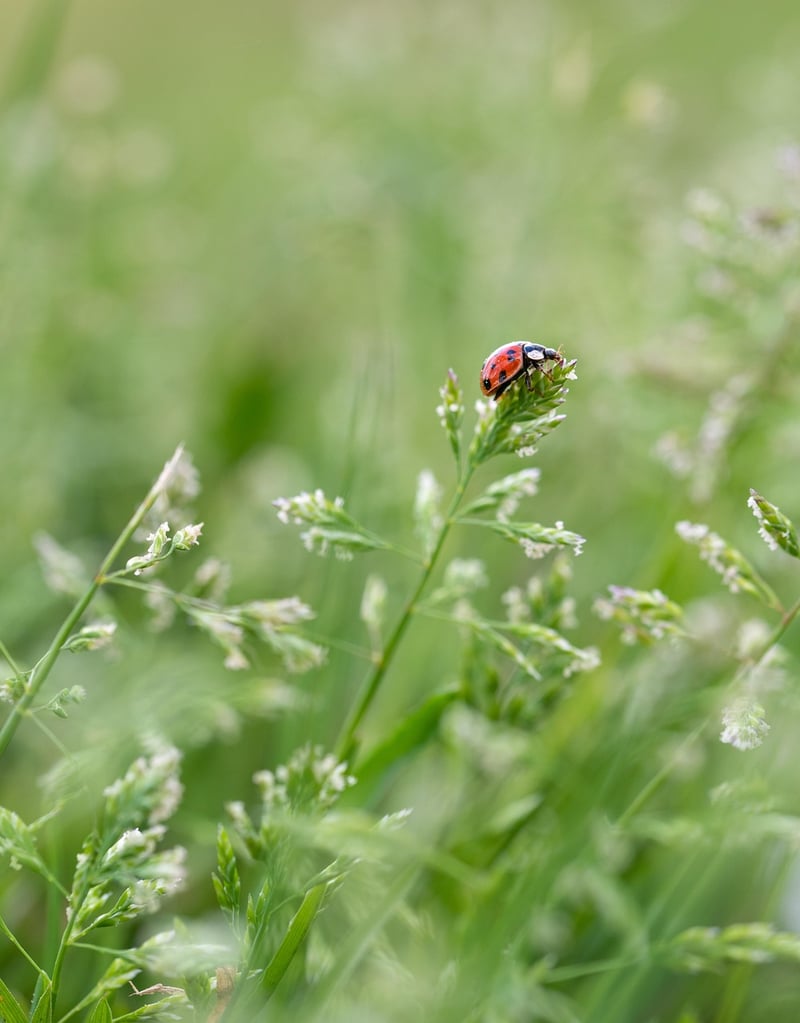 Ladybug in the garden